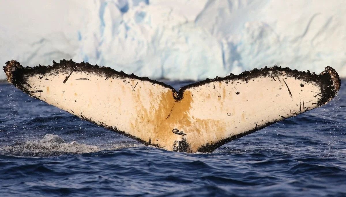 adoptawhale_fluke.jpeg