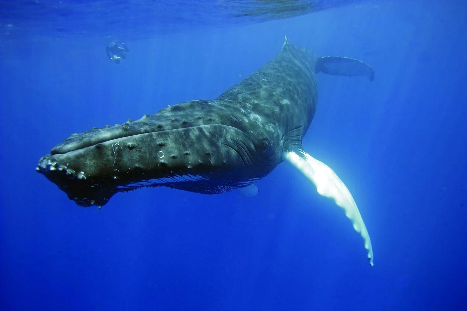 humpback+happywhale+facebook+cover.webp