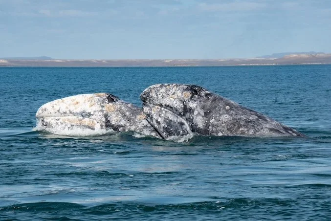 Steven Swartz: Gray Whale News and Views - 2026 Update