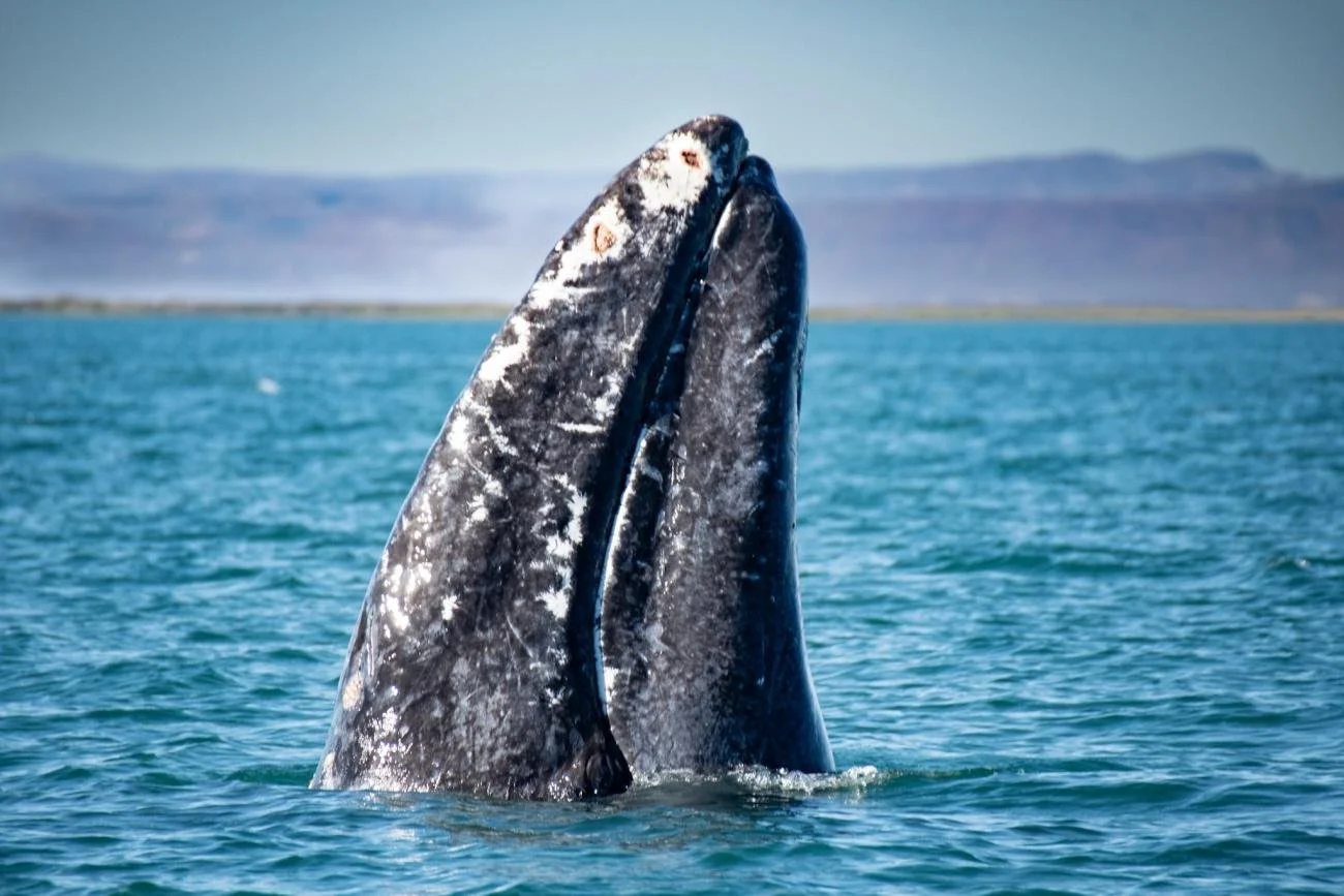 428479599_10159305235061431_3428453466653010982_n (1).jpg