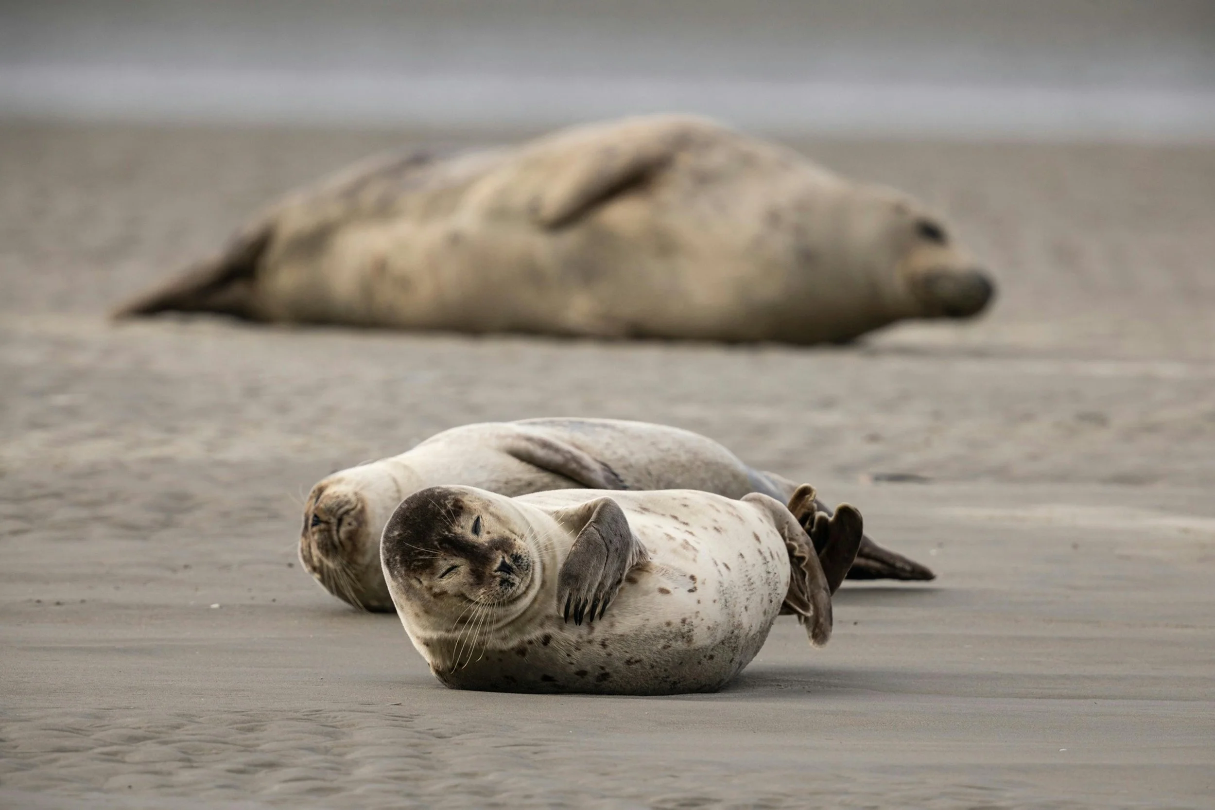 Dr. Roxanne Beltran, "Unraveling individual and environmental drivers of variation among elephant seals"