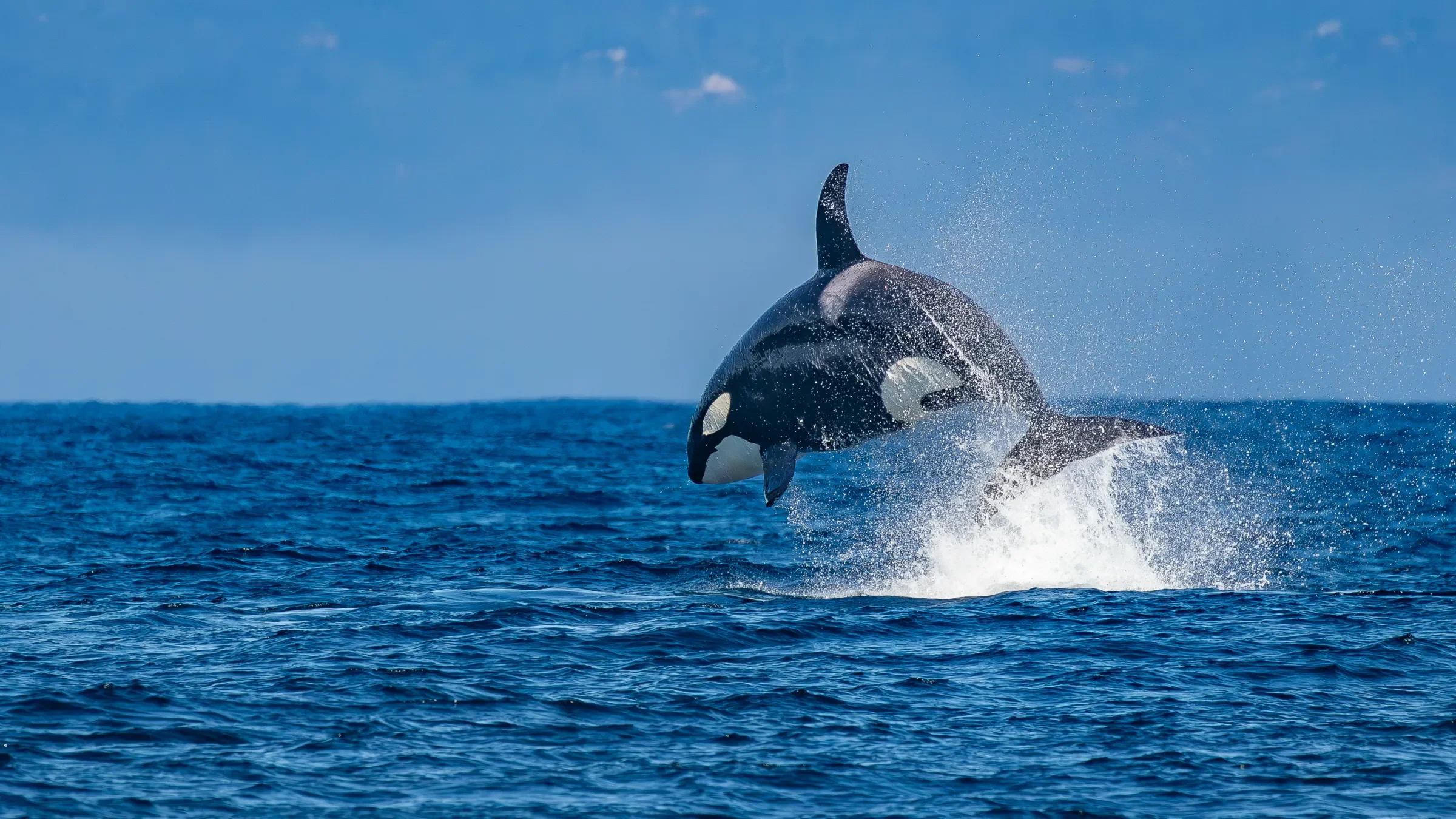 Nancy Black, "Endless Learning and Wonder - 40 Years Observing Killer Whales"