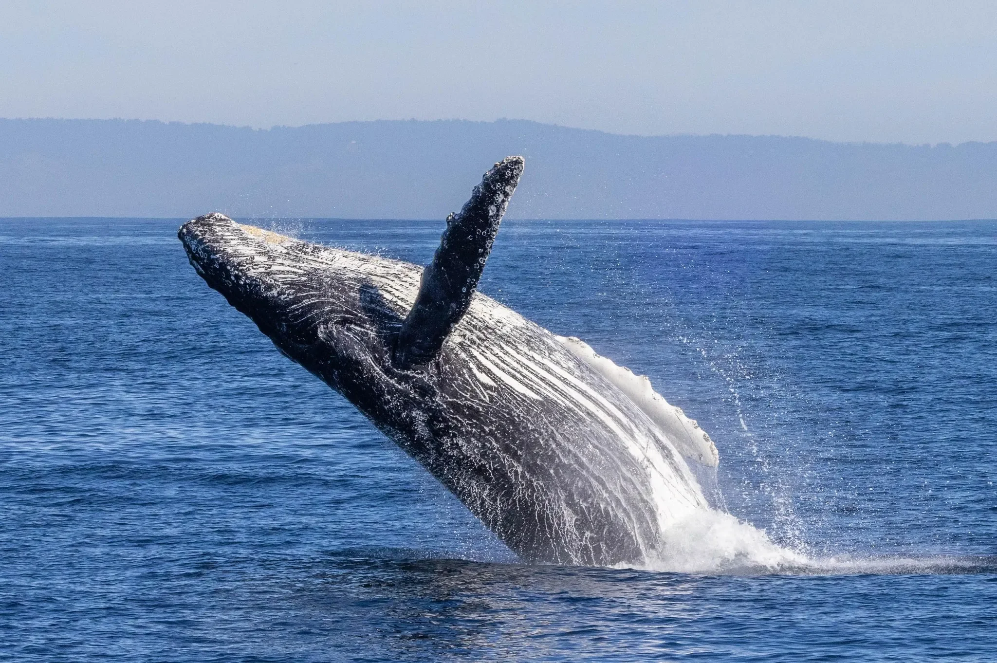 HUMPBACK-317944330_5517310078366682_975081221291917363_n-1.webp