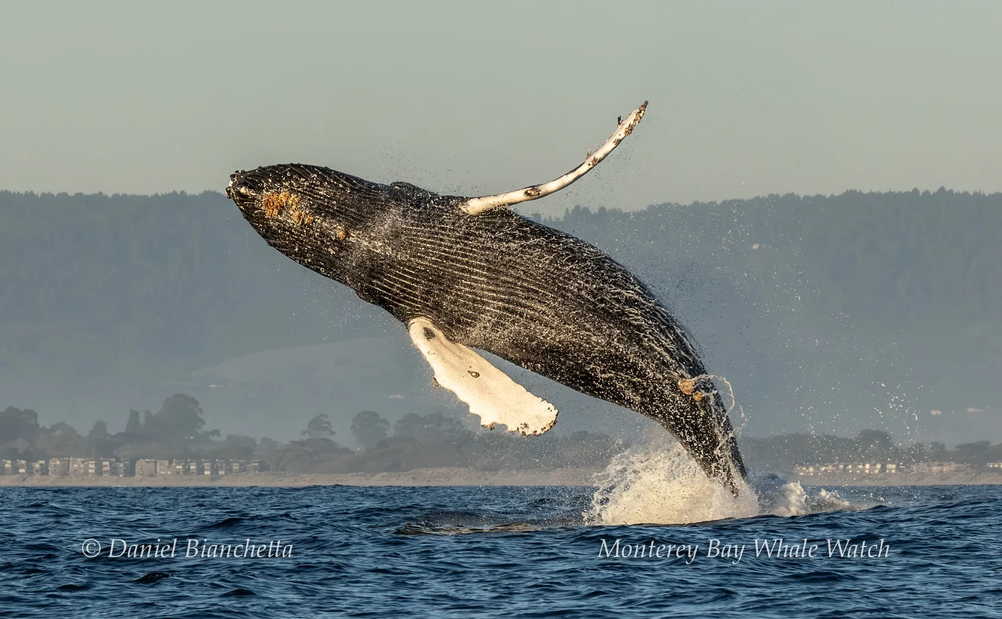 Special Community Whale Watching Tour