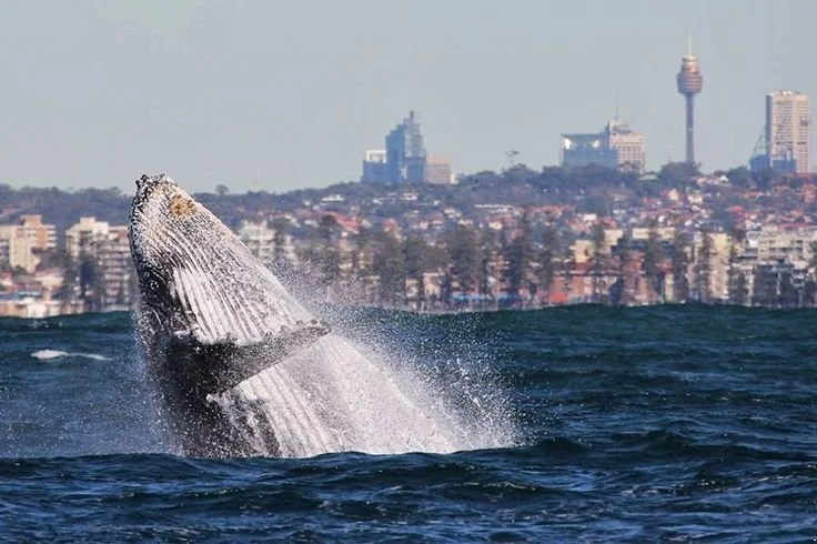 Humpback-SydneyHarbor15ffab95cb57fa4192408f6aecfa960b.jpg