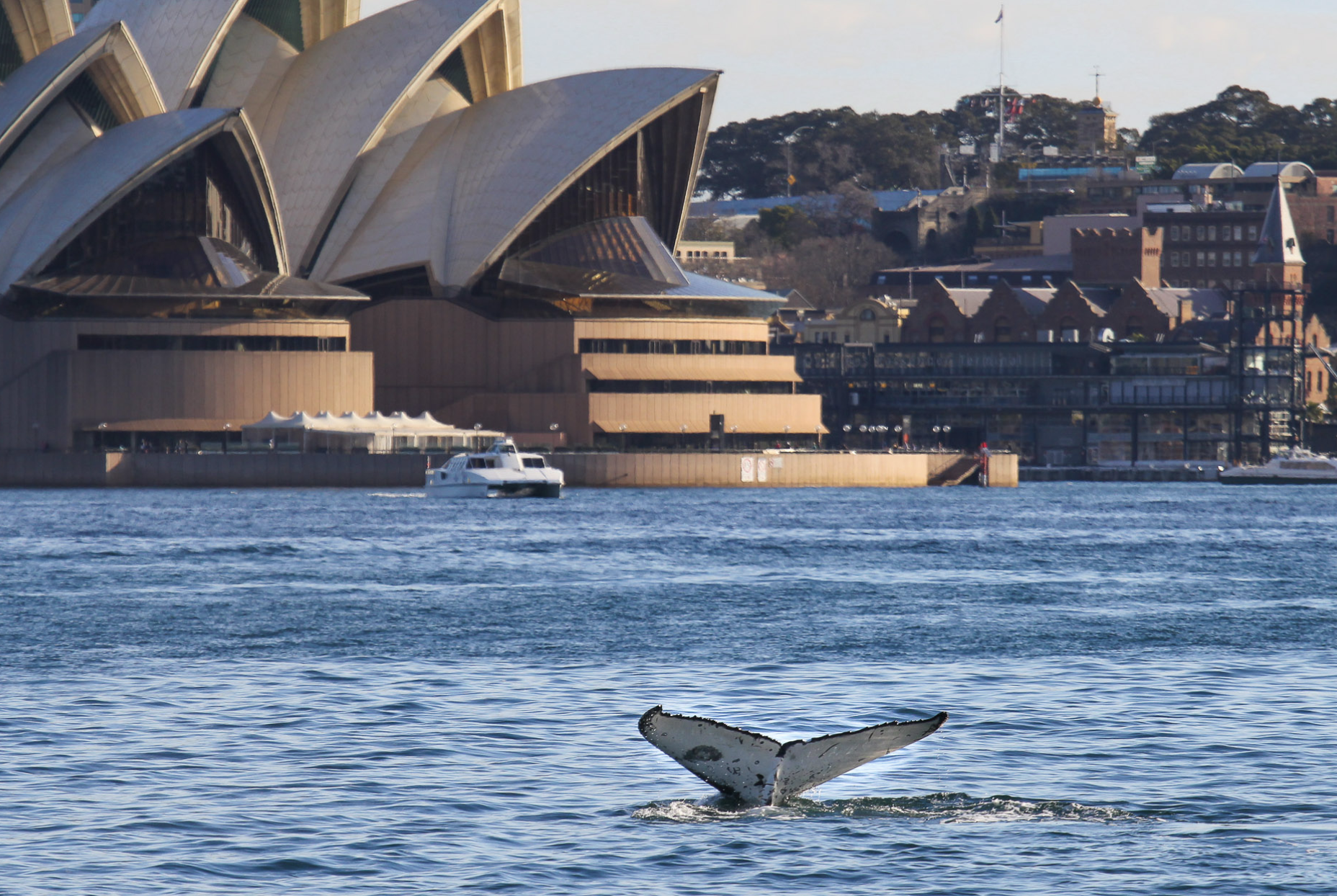 WhaleFluke-SydneyHarbor.png