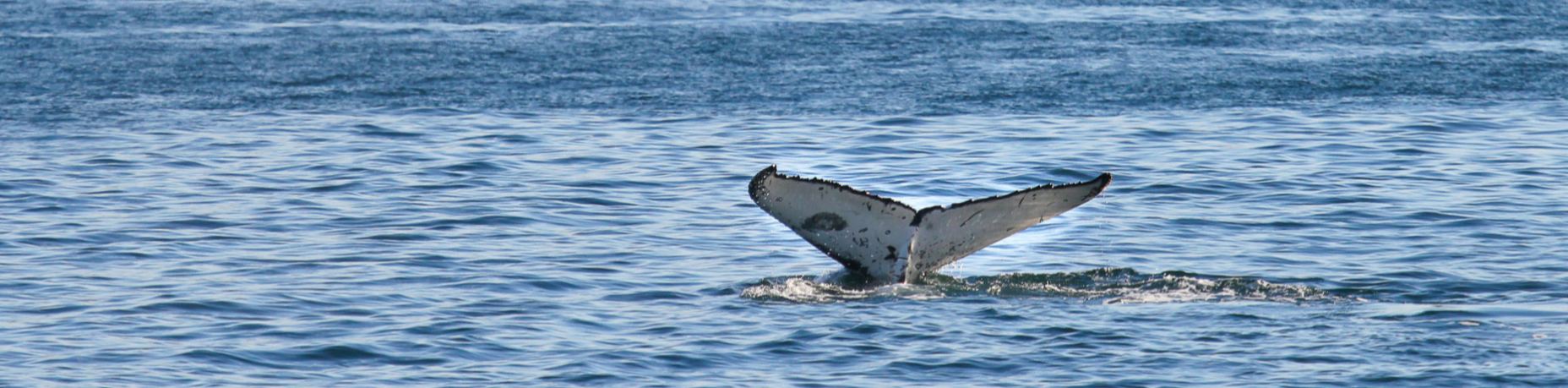 Dr. Vanessa Pirotta: “Sydney to San Francisco: A parallel journey along the humpback highway for whale conservation”