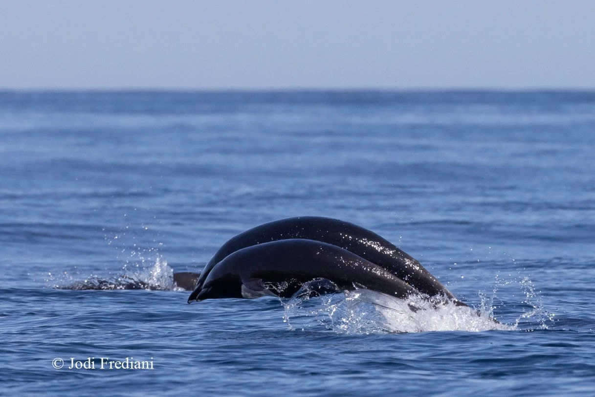 Andrew Loyd Smith: "Charismatic Cetaceans and Anthropology of the Sea"