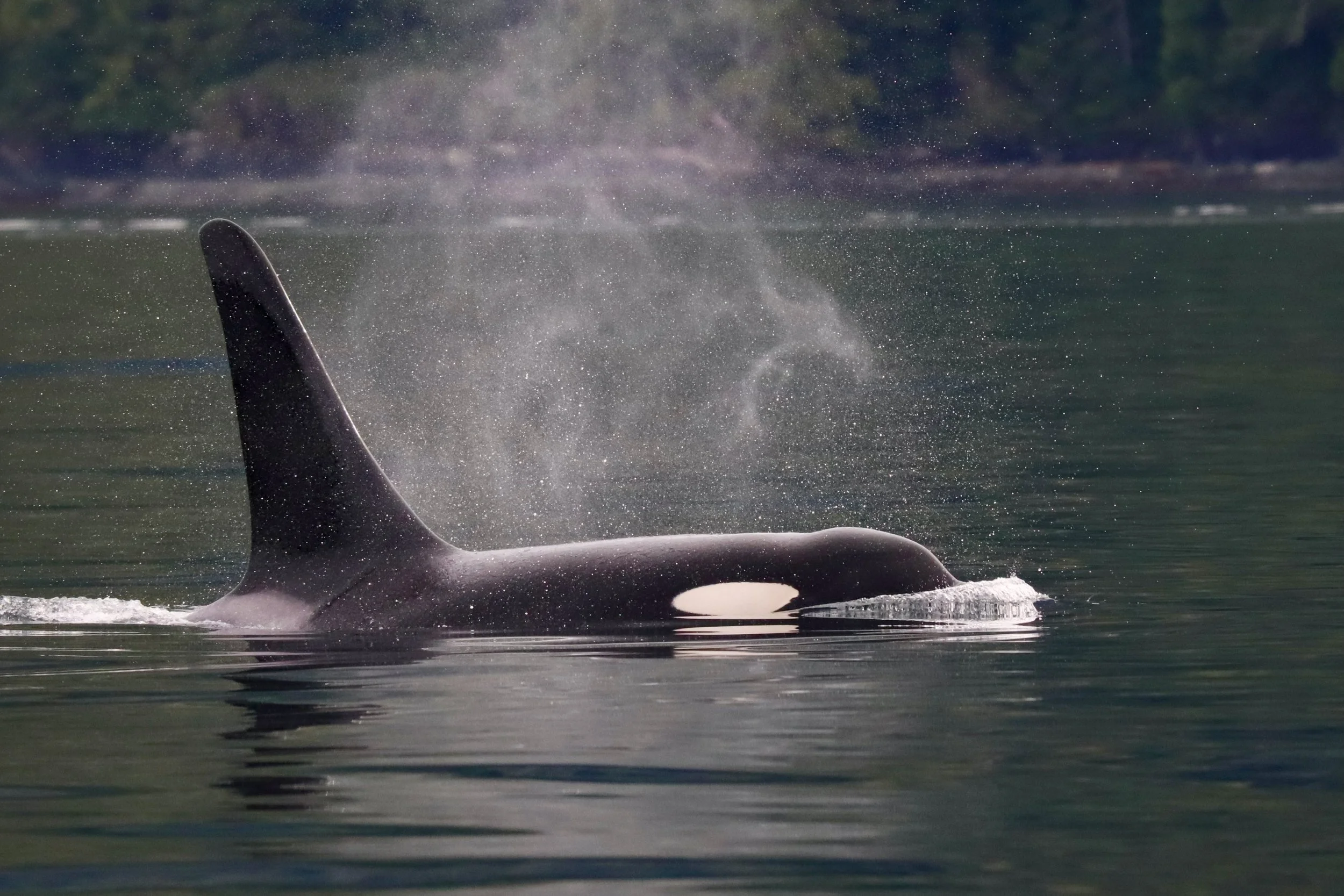 AnaisRemili_NorthernResidentMale_Johnstone Strait_2025_DFOMML001.jpeg