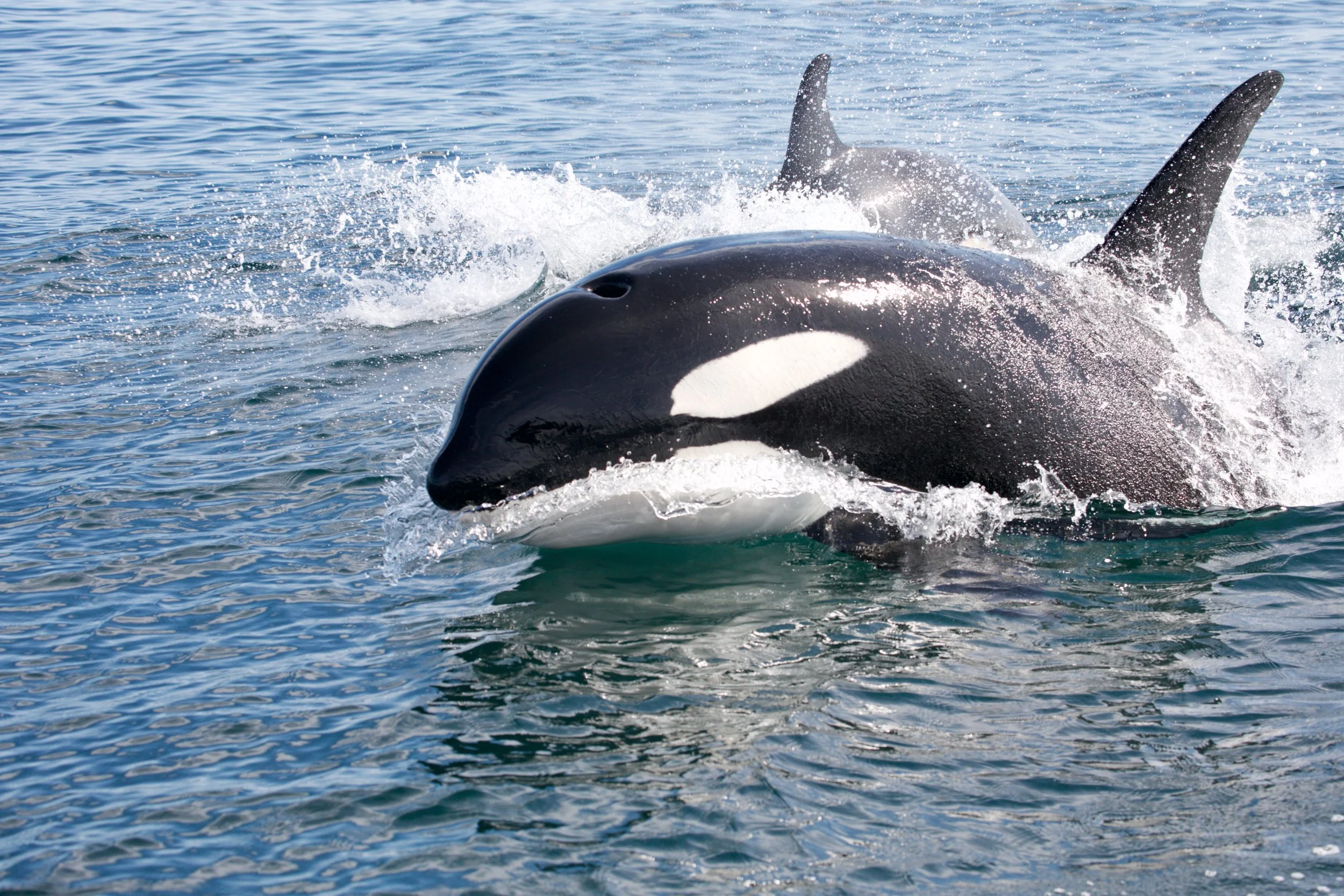 Anaïs Remili, “You are what you eat, and for killer whales, it’s not always good news”