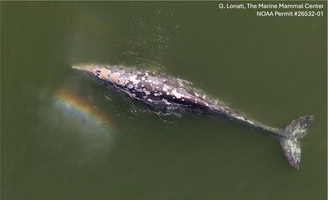 gray whale.jpg