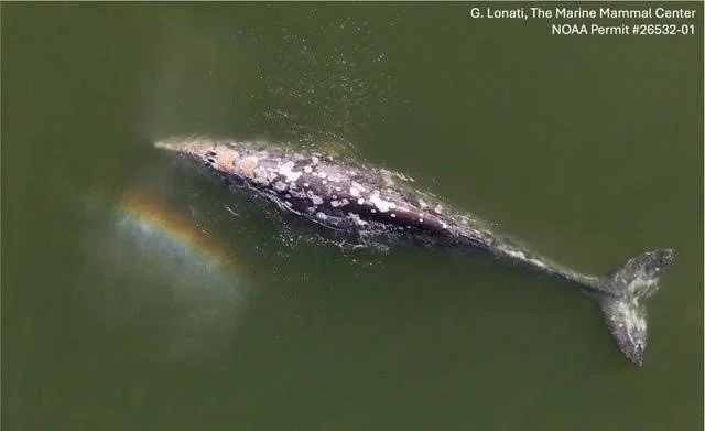 Dr. Gina Lonati, “Drones: Taking Cetacean Research to New Heights”