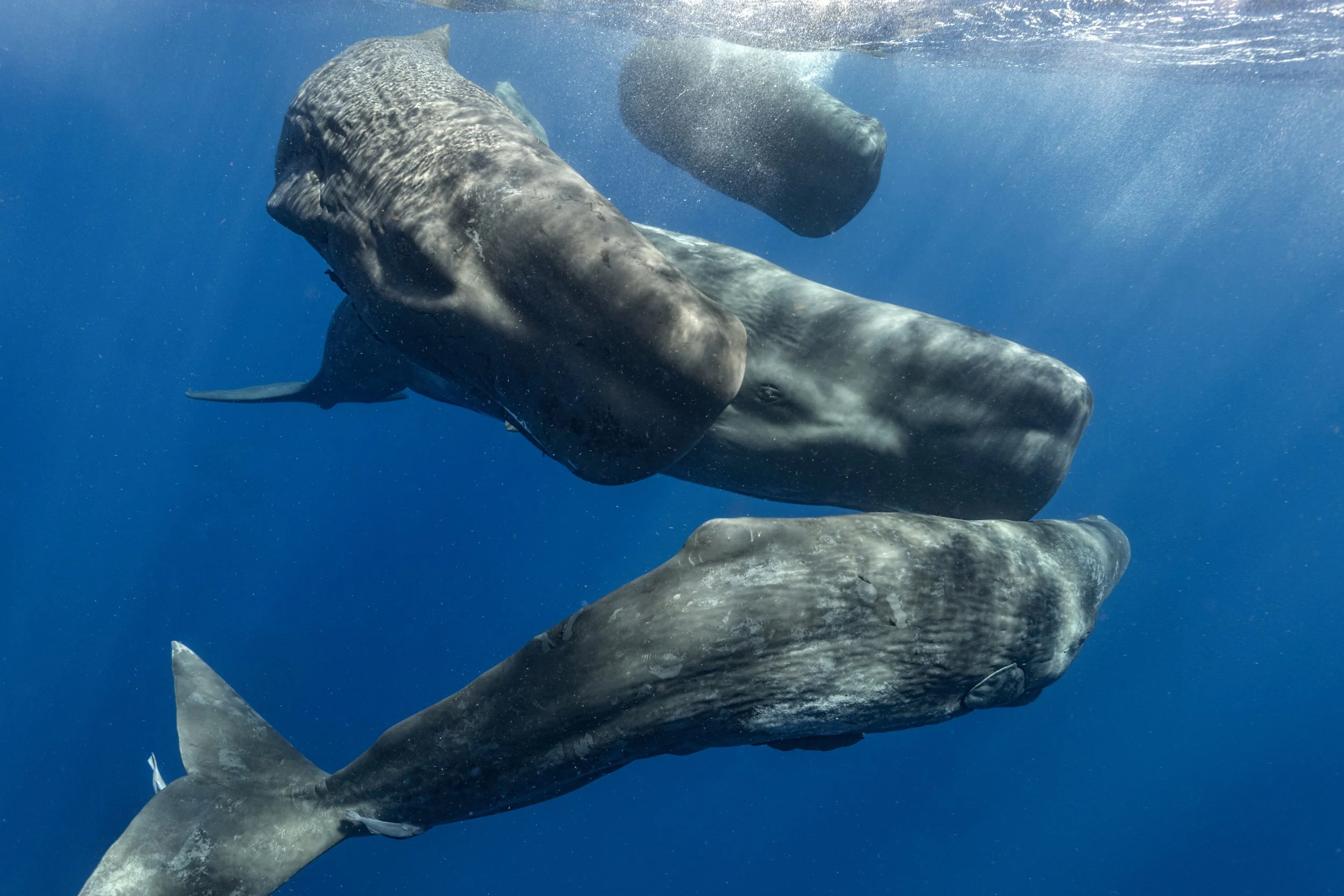 Four Sperm Whales_Photo by Amanda Cotton_Project CETI.jpeg