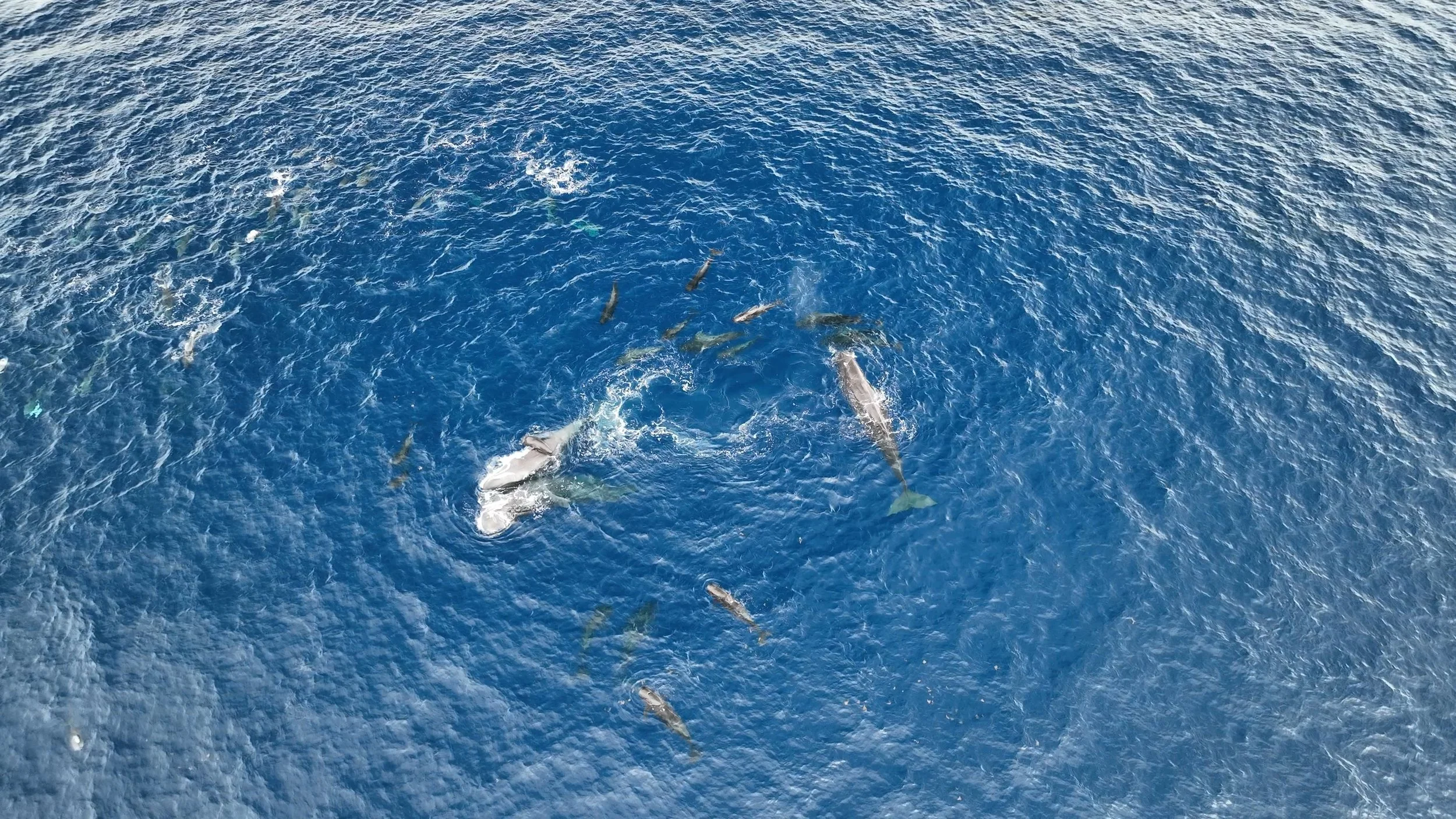 Sperm Whale Birth July 2023_Photo by © Project CETI.jpeg