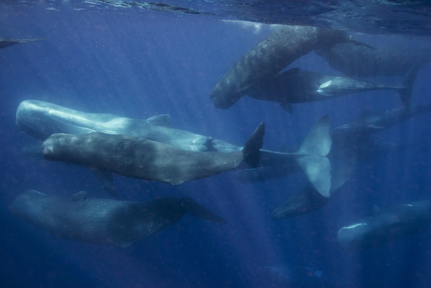 Dr. Gaspar Begus, "AI-Driven Discovery: Vowels and Diphthongs in Cetacean Communications"