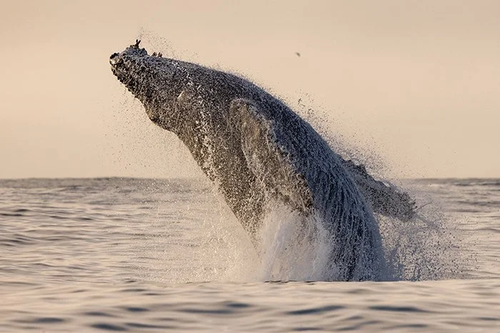 humpback-breaching-sun-down-MLQ_0420-downsized.jpg