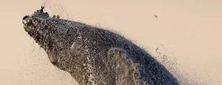 Up Close with Whales - while supporting the American Cetacean Society!