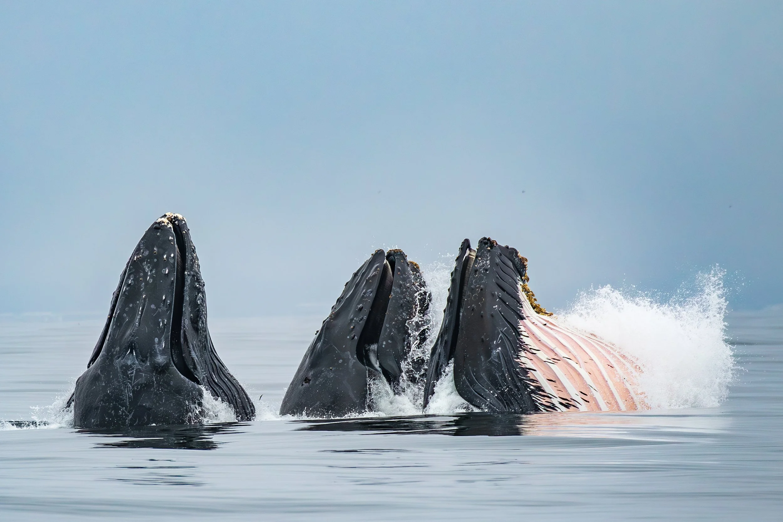 Up Close with Whales - while supporting the American Cetacean Society!