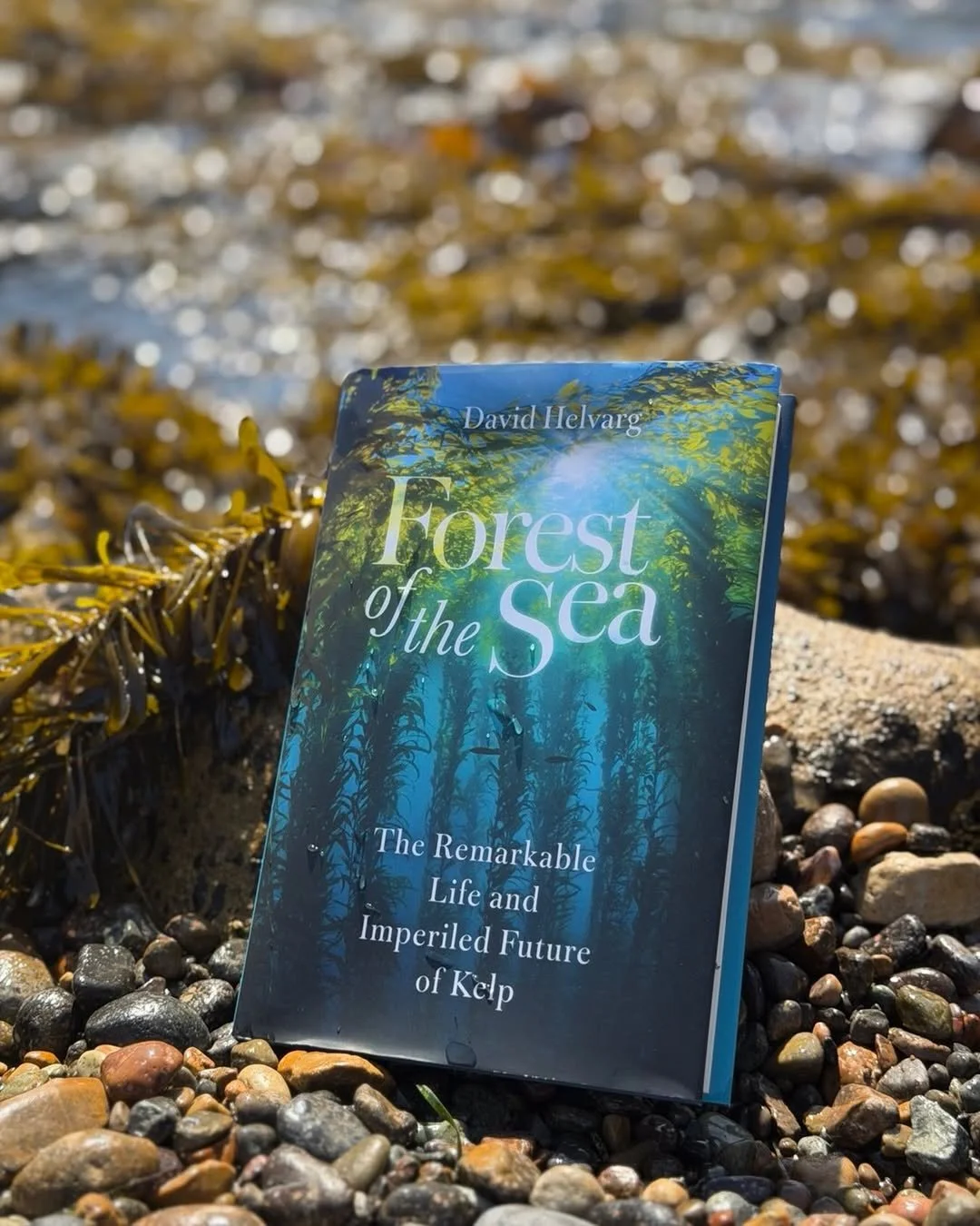 A Book in Kelp.jpg