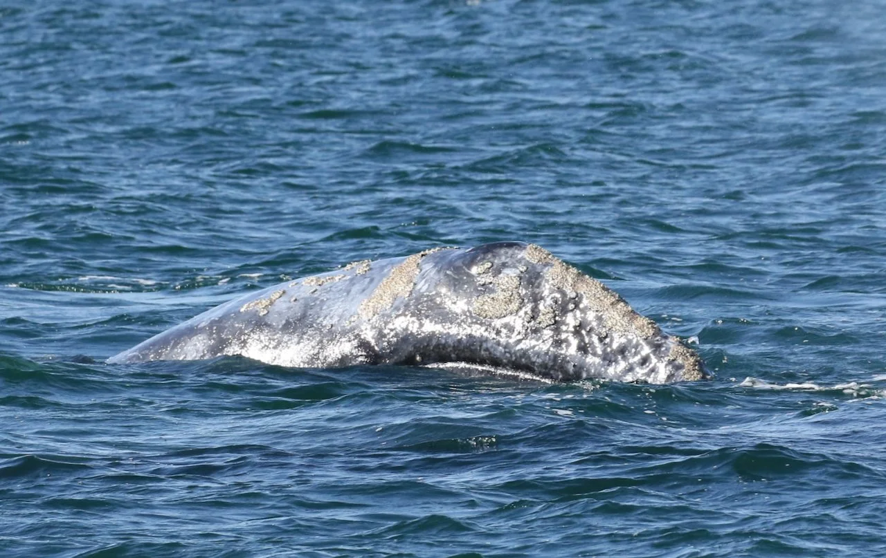 Josie Slaathaug: "Gray Whales in San Francisco Bay - examining health and mortality in a new habitat"