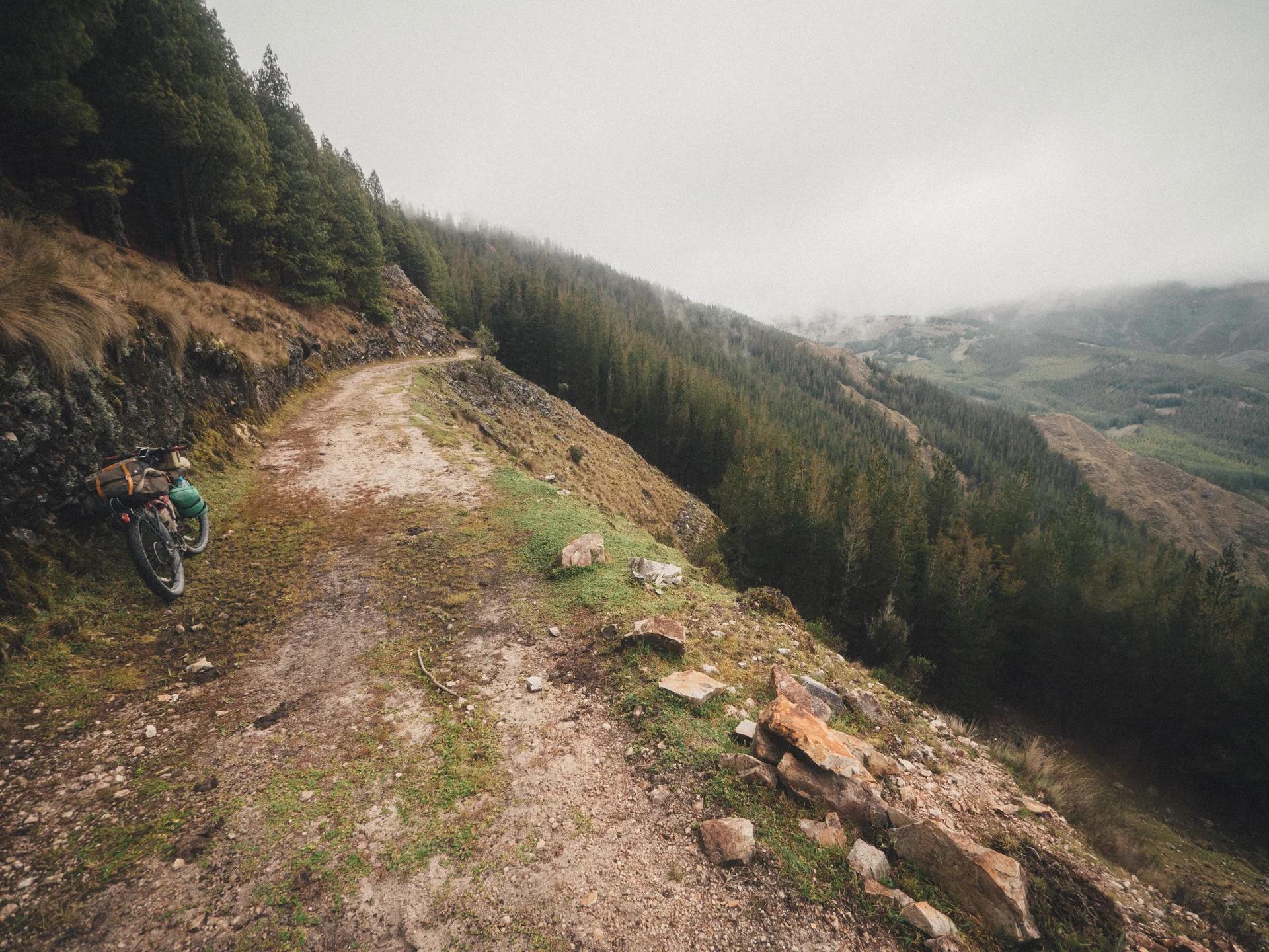Pine forests above 4000m.