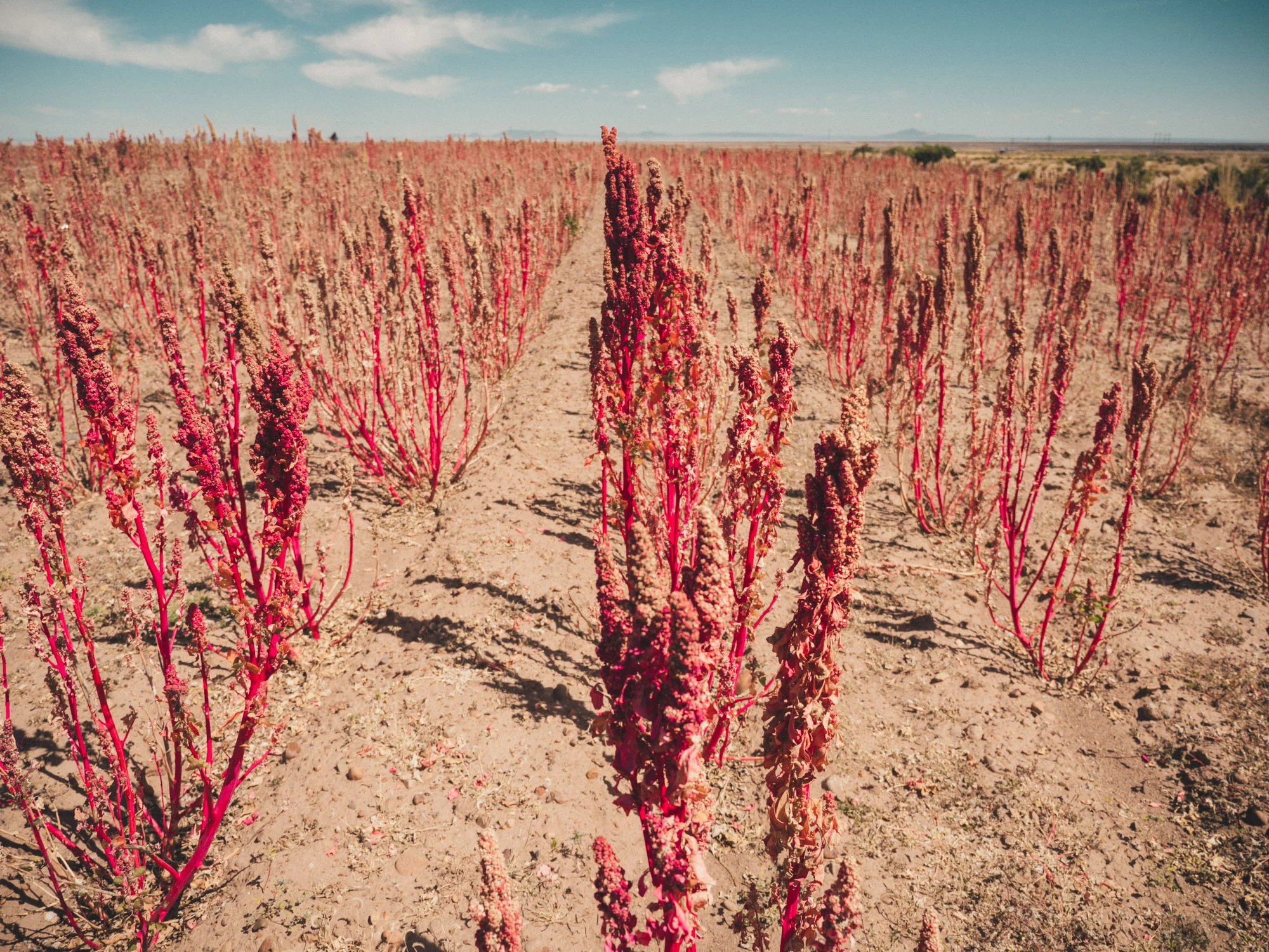 Quinoa fields