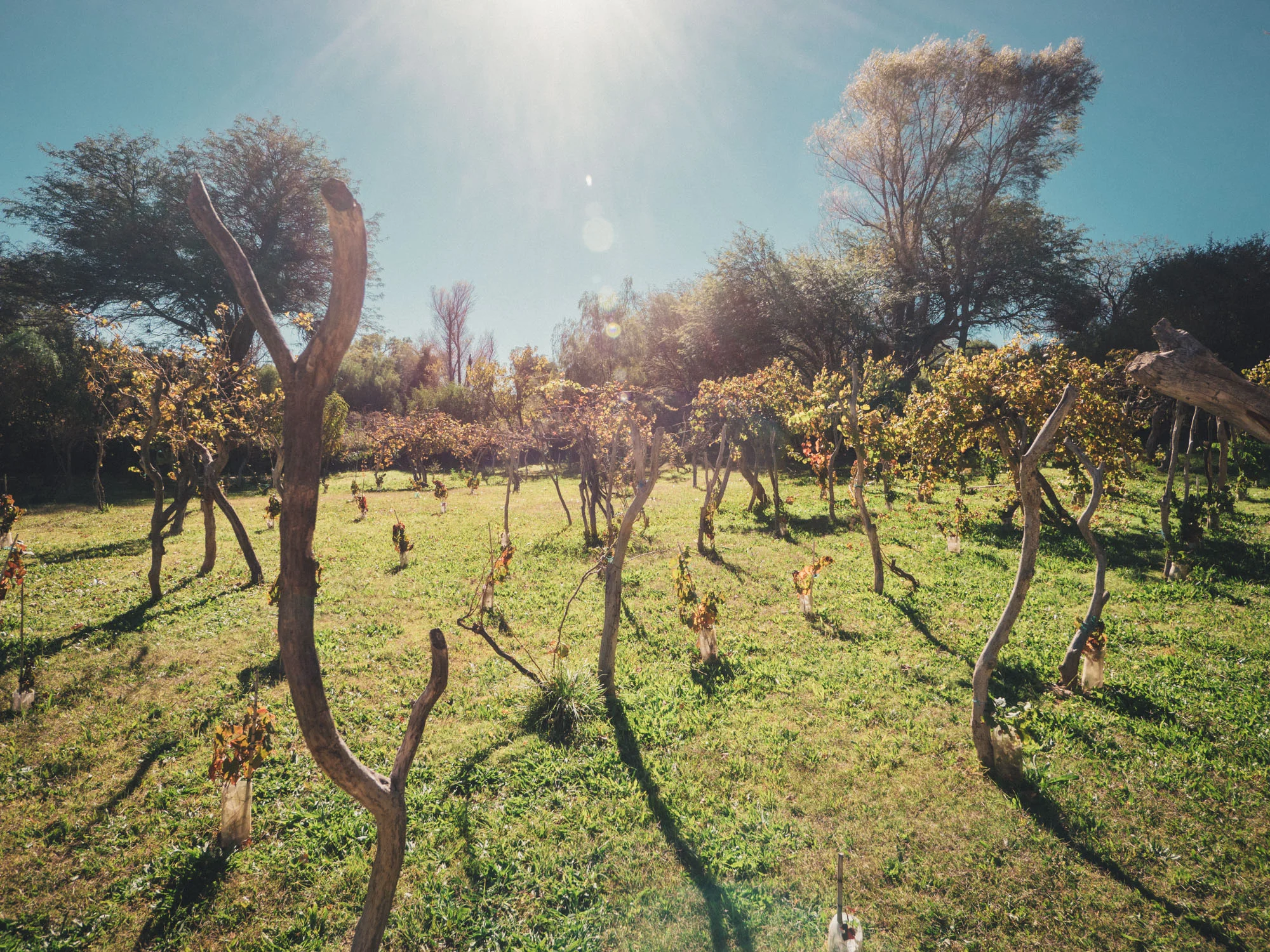 The vineyard