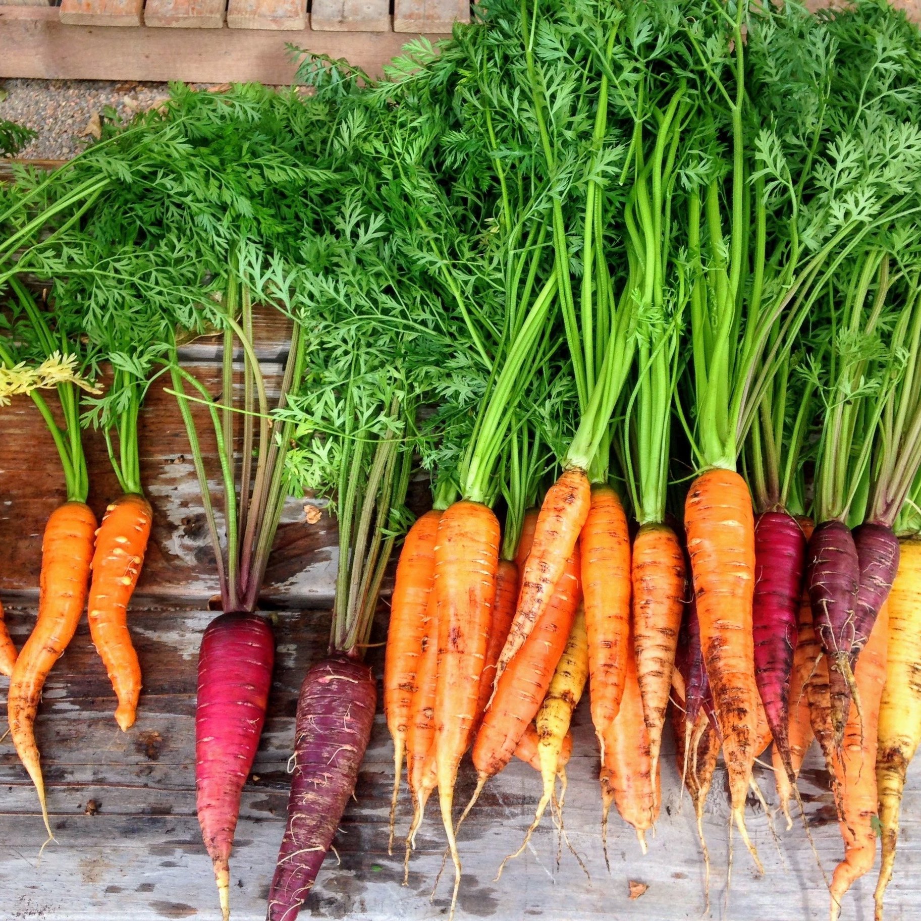 Canva+-+Top+View+of+Carrots+on+Wooden+Surface.jpg