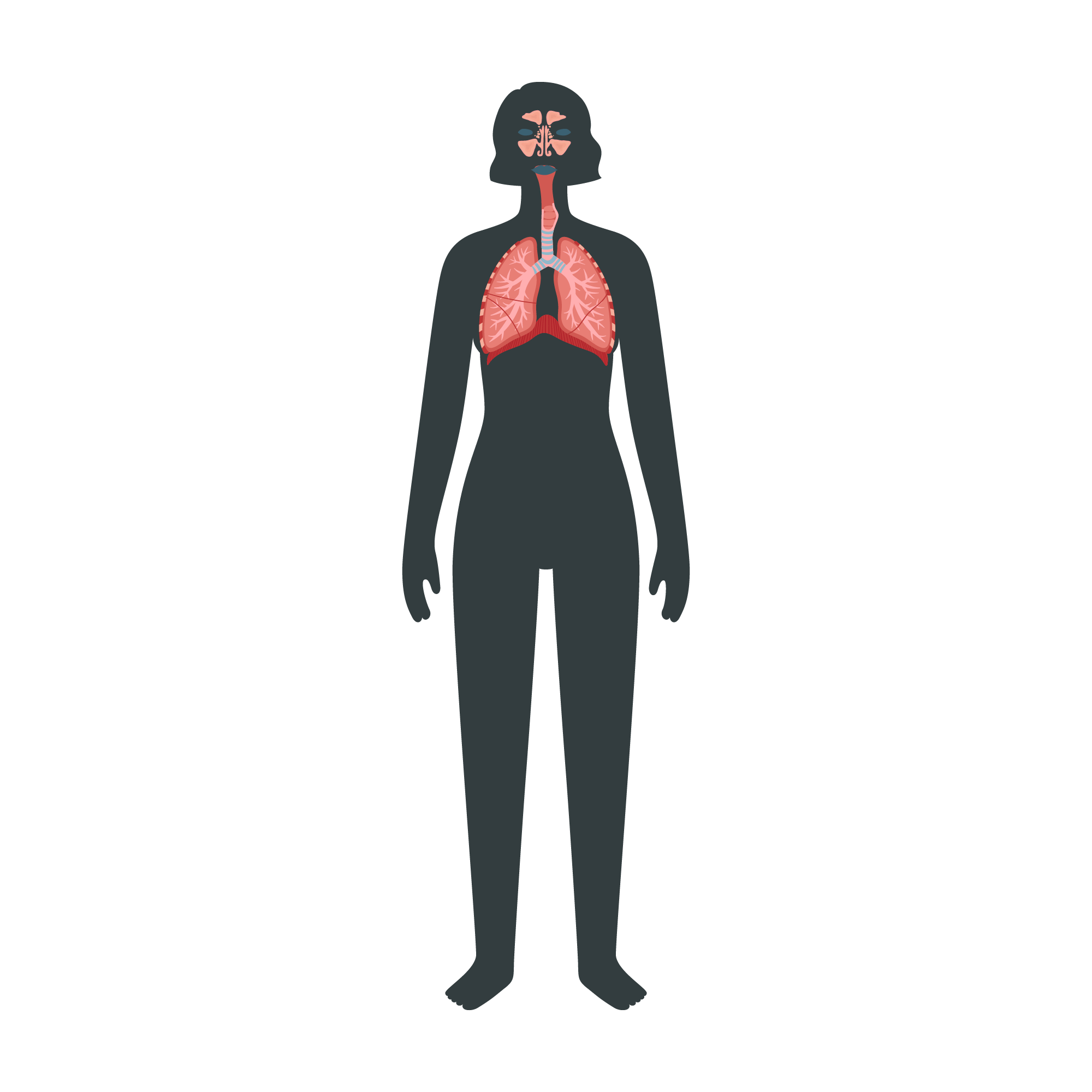 DrKatie-systems-respiratorysinus_B-ffffff.png