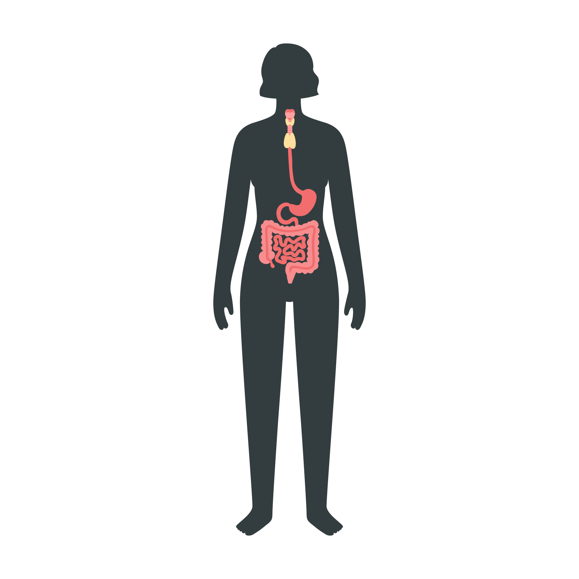 DrKatie-systems-digestive-ffffff.png