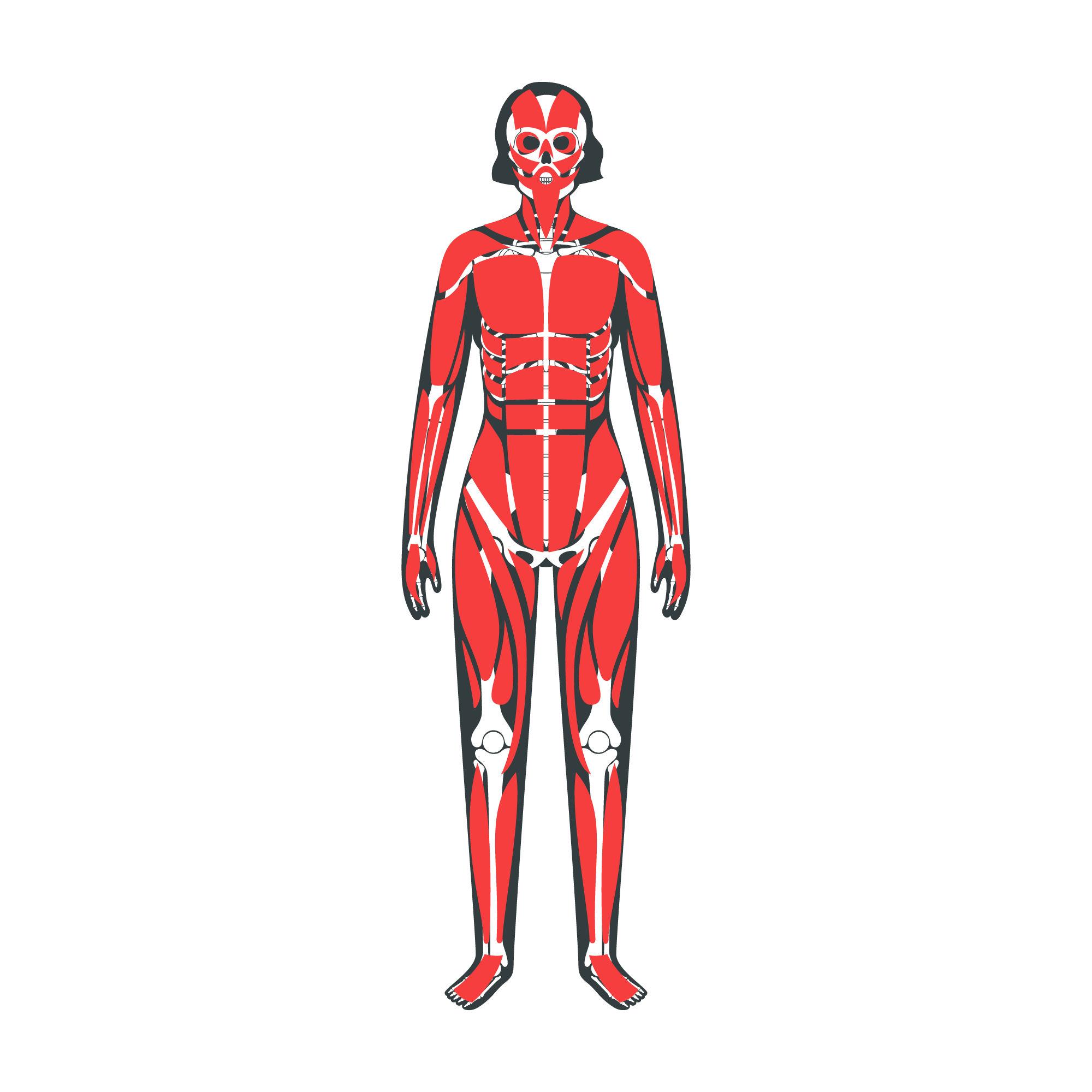 DrKatie-systems-musculoskeletal-ffffff.png