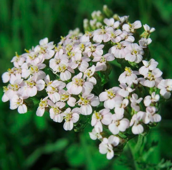 yarrow.jpeg