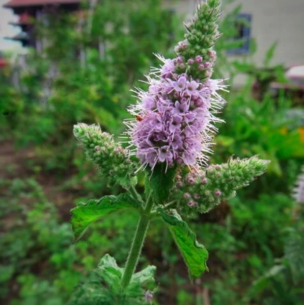 motherwort.jpeg