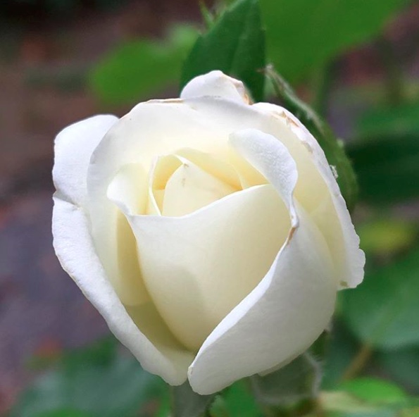 rose.jpeg