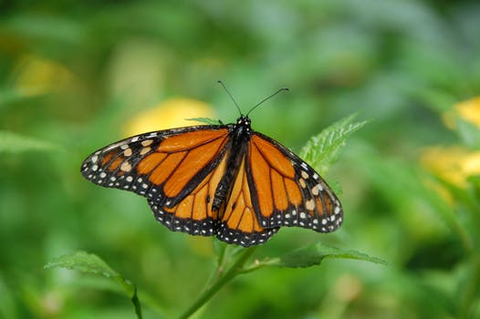 gran-canaria-spain-island-butterfly-67544.jpeg