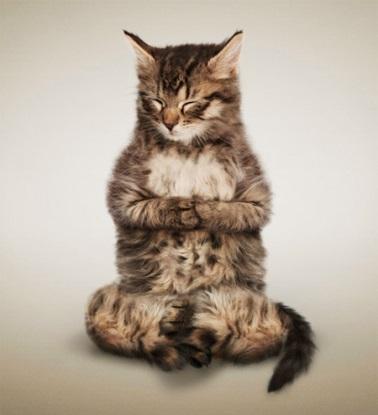 meditatingcat.jpg