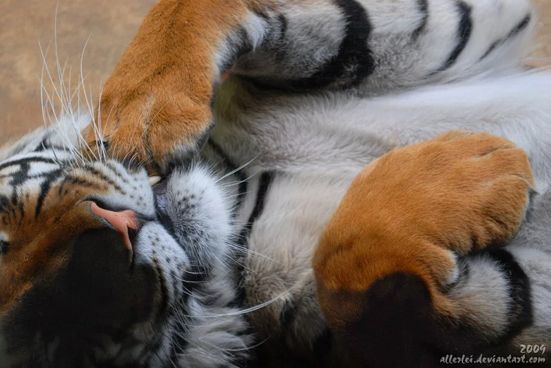 tickle_tiger_on_its_belly_by_allerlei.jpg