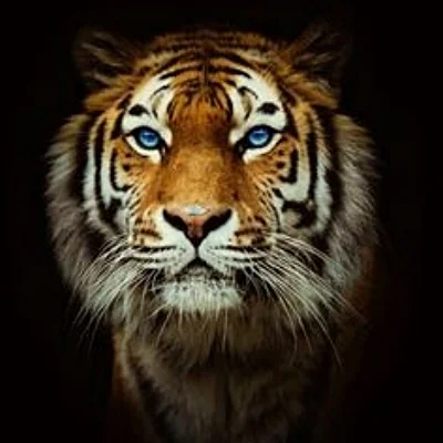 Tiger from Darkness.jpg