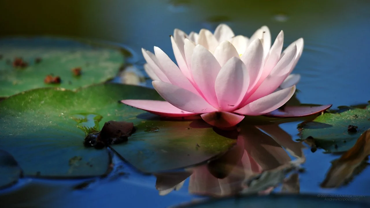 Beautiful-Water-lily-flowers-photo-152.jpg