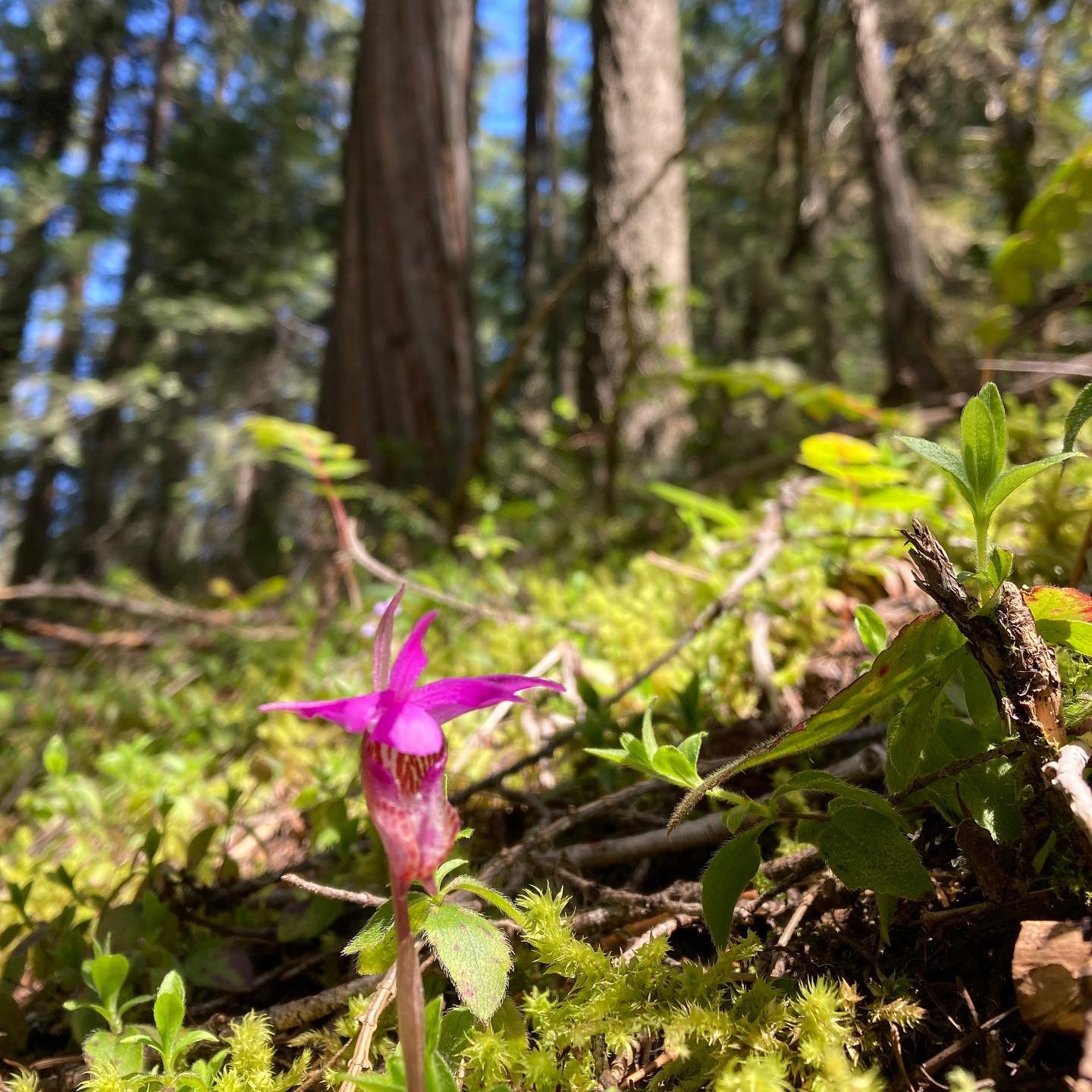 Well hello! So nice to see you again.
.
Do you love wildflowers?? Meee tooo!! Join me for a hike + drawing workshop in the Little Applegate Valley of Southern Oregon on Sunday, May 19, 10-2pm. 
.
We&rsquo;ll hike a few gently uphill miles and get up 