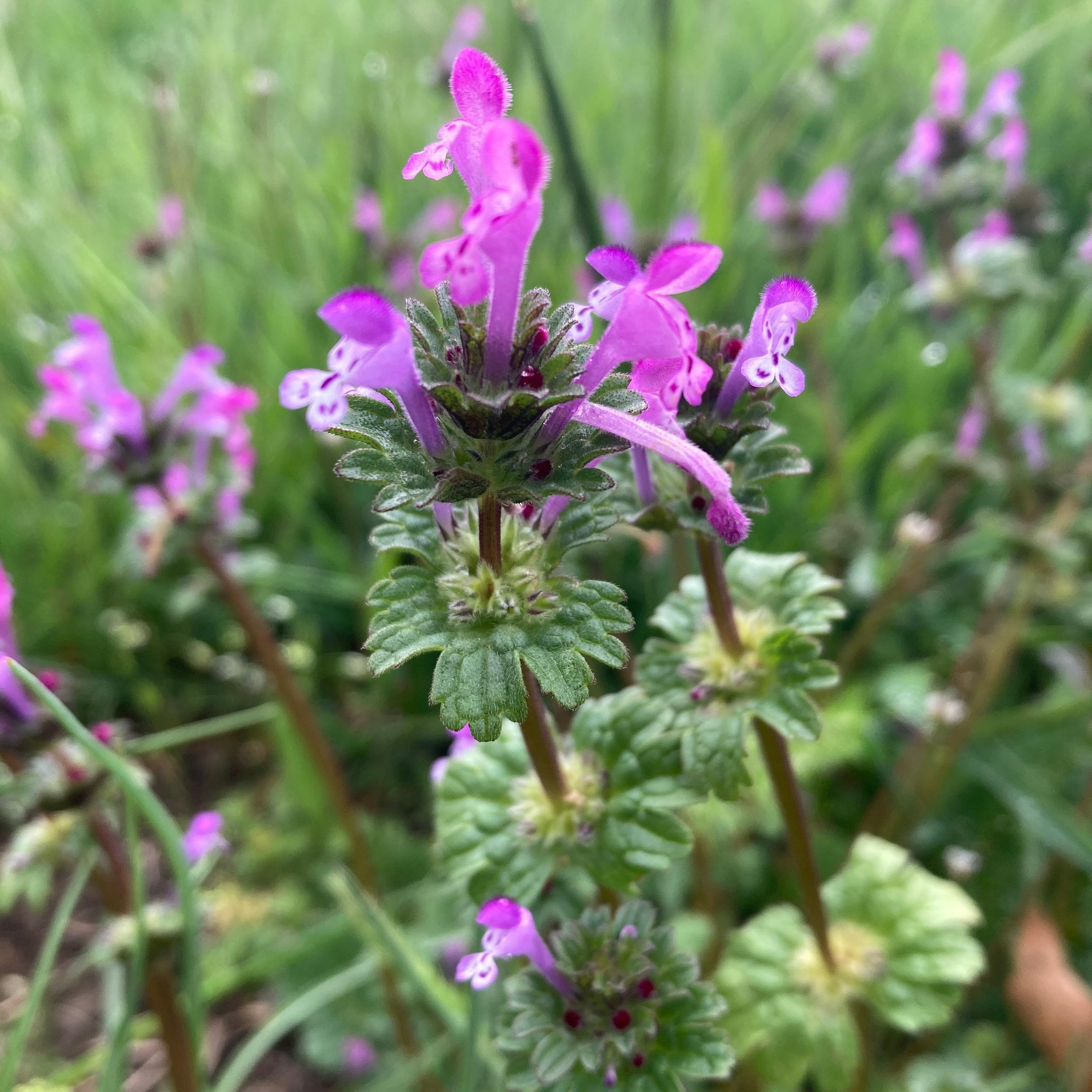 This henbit has Aries vibes! If you want to work with the new moon and total eclipse in Aries, join me tonight for the first in a series of twelve new moon gatherings. 
.
4-5:30pm PST. Go to www.evolutionaryhuman.com for more info. Link in bio 🌑❤️
.