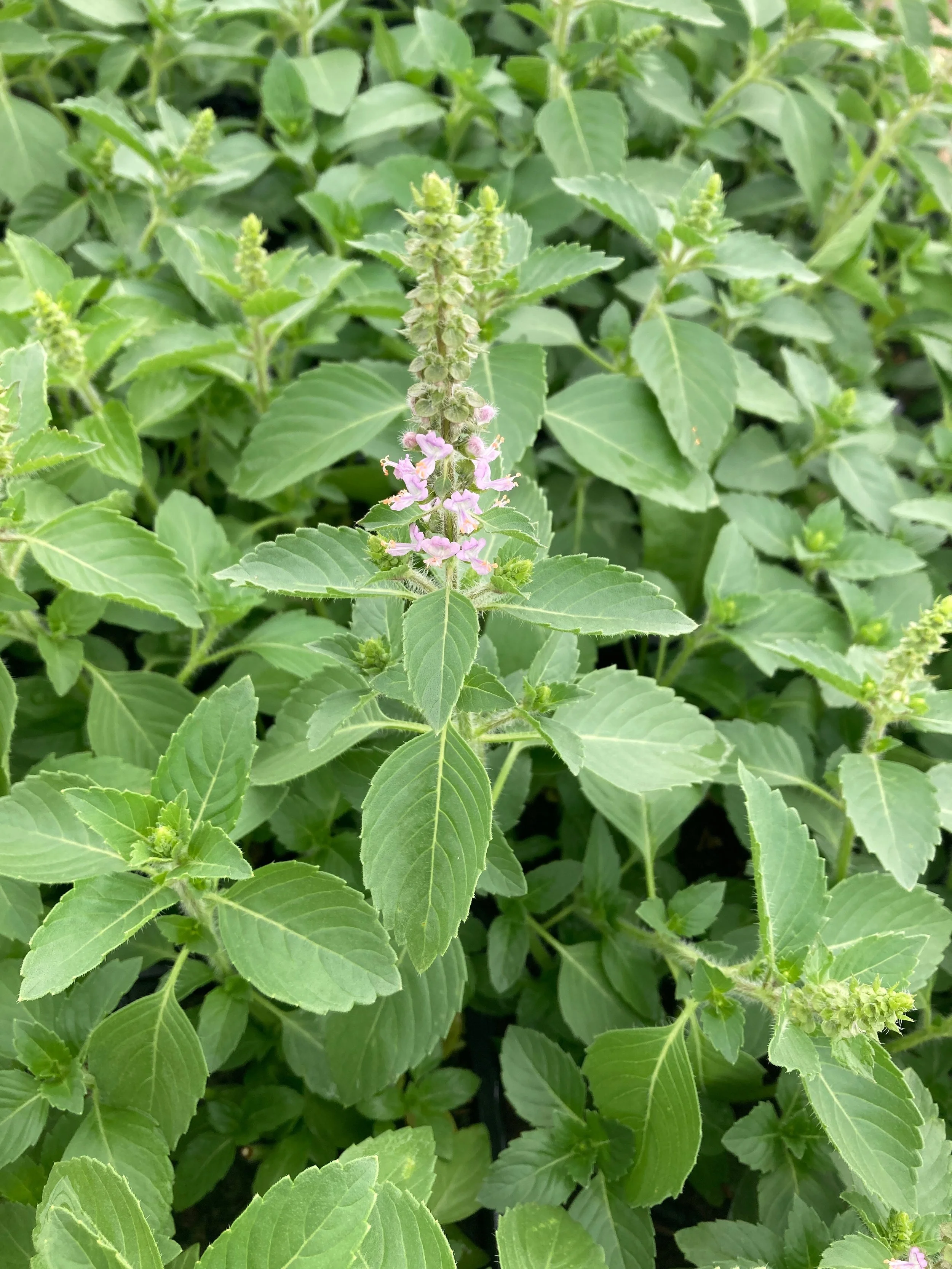 Flash Sale! Just Breathe….