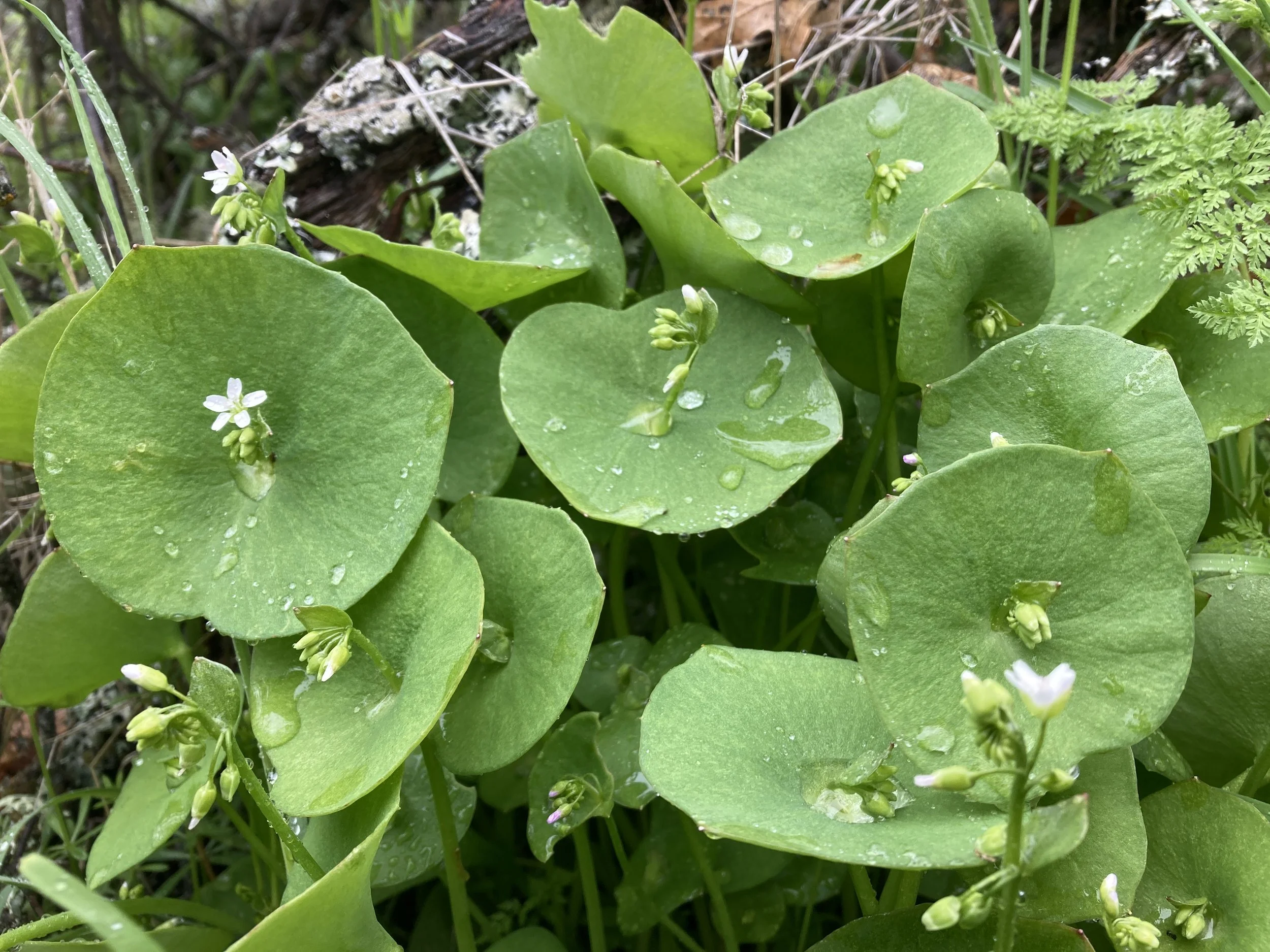 Wildcrafting Workshops!