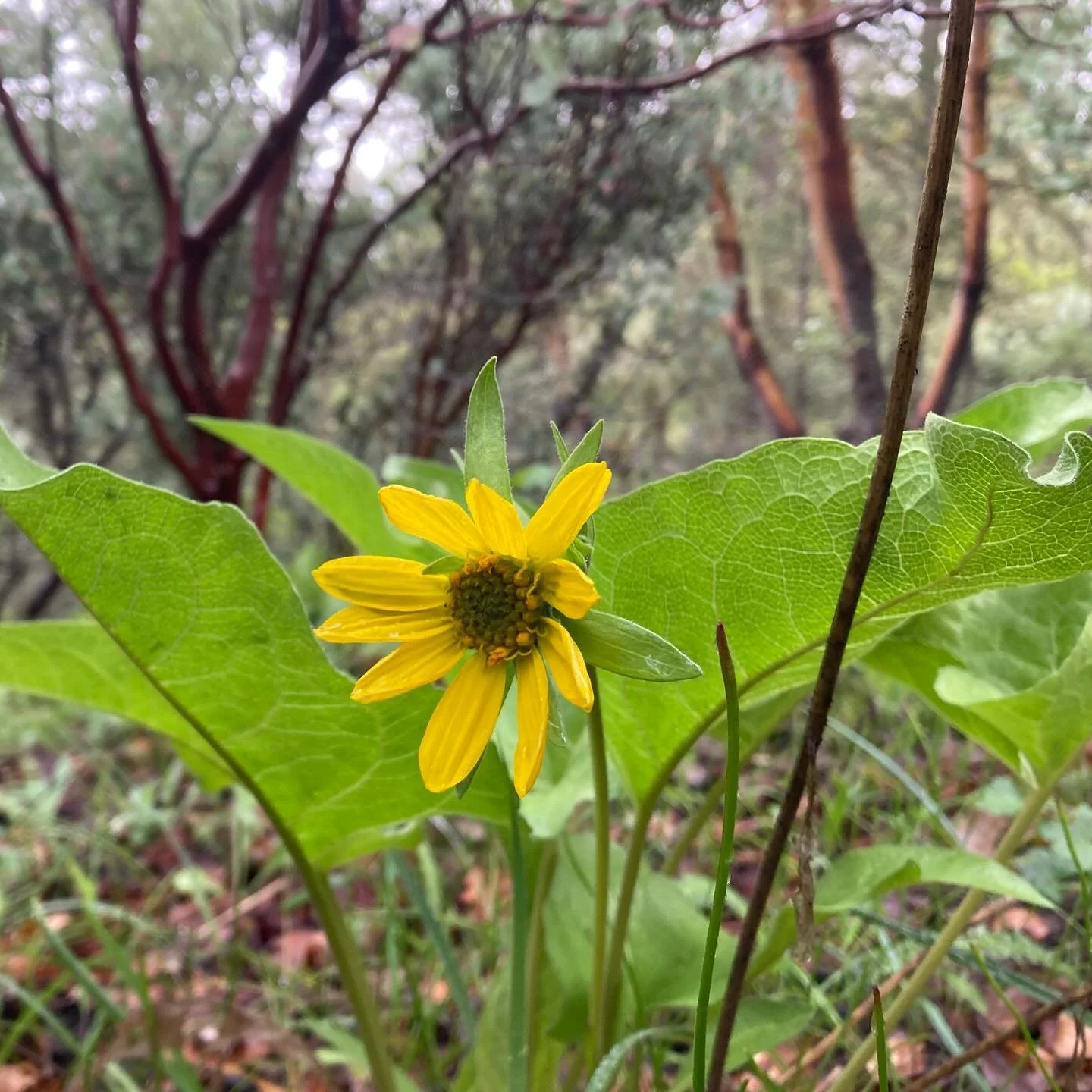 The many gifts of spring!
.
.
.
#loveandbeauty #mulesears #mariposalily #sterlingmineditchtrail #fullbloomcommunity