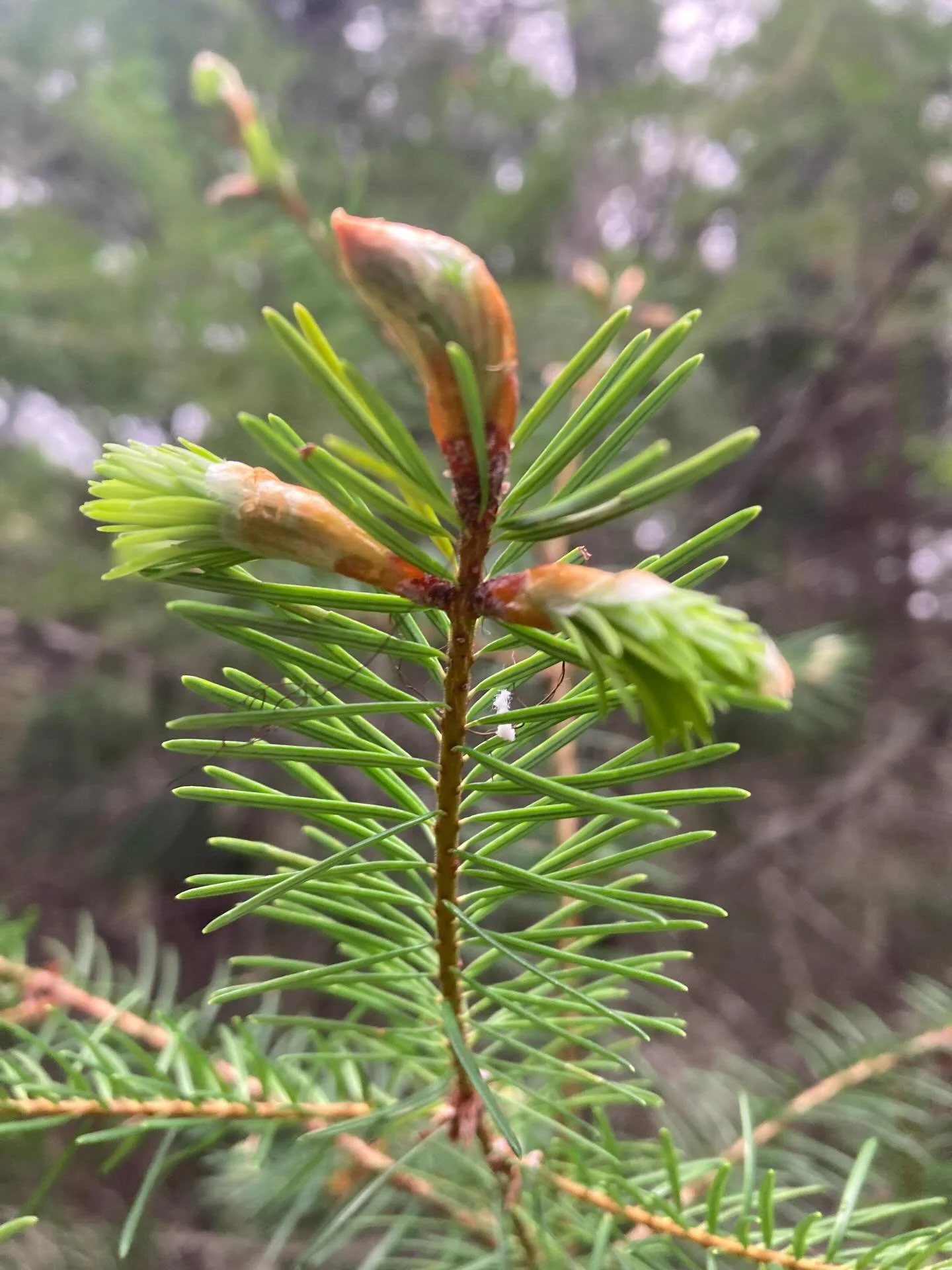 Emergence. I love catching things in the act of transformation. What&rsquo;s changing form in you?
.
.
.
#loveandbeauty #appleblossom #lupine #bigleafmaple @full_bloom_community