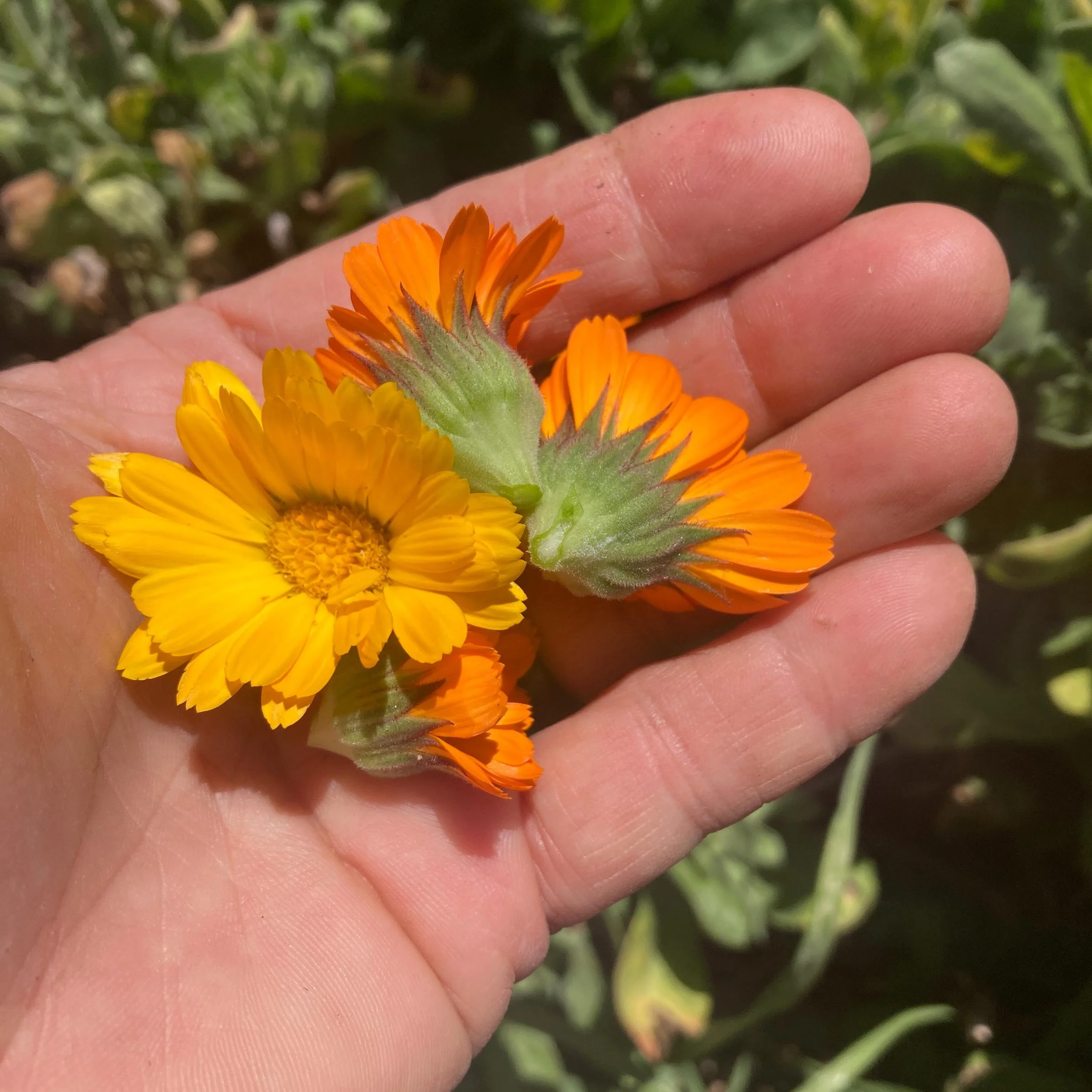 As you probably know, calendula is one of the best herbs for skin care. It&rsquo;s great dried for bath tea or to be infused in oils and made into salves. It&rsquo;s nourishing, soothing, and healing to the skin.
.
As an internal medicine, it helps n