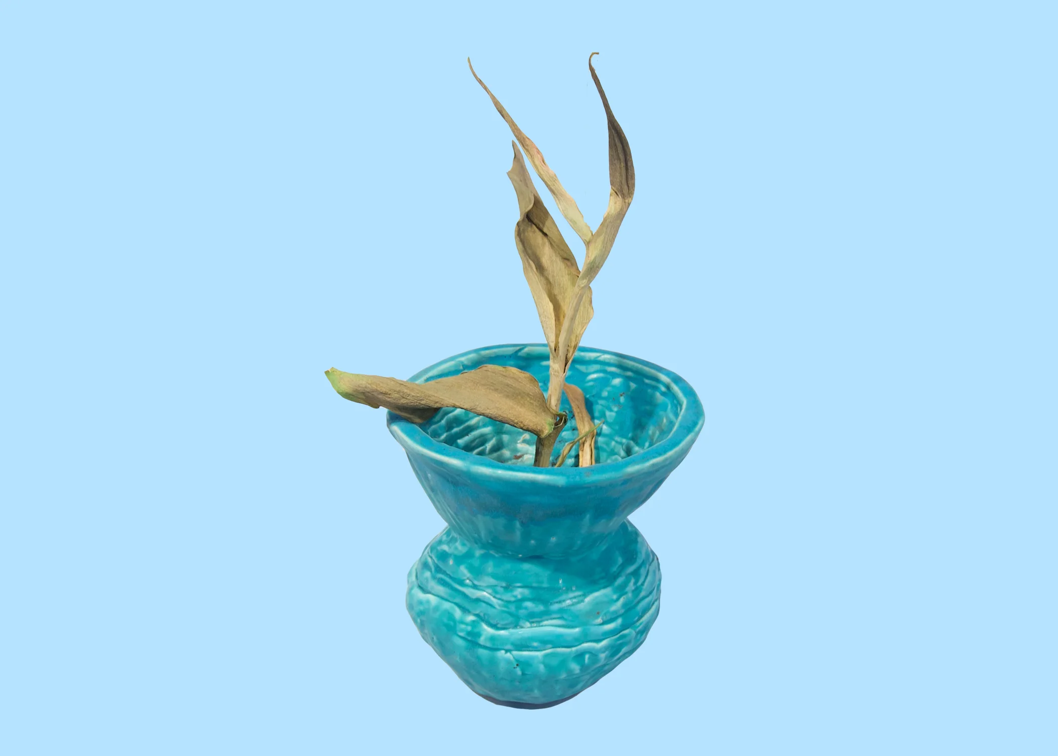 turquoise w dead plant.jpg
