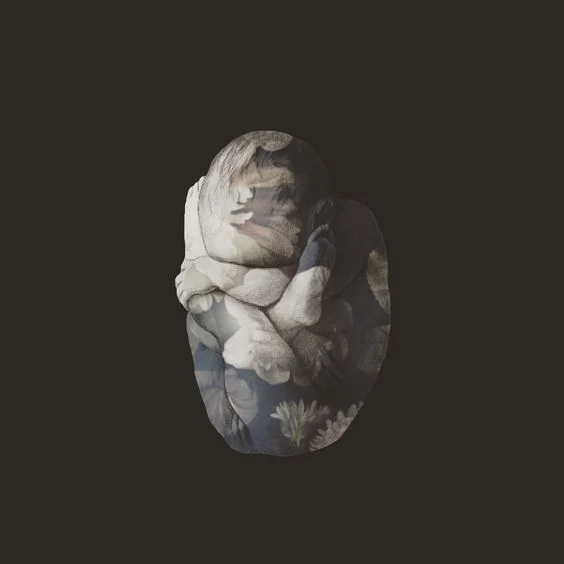 The Language of Birth by Stepha Lawson