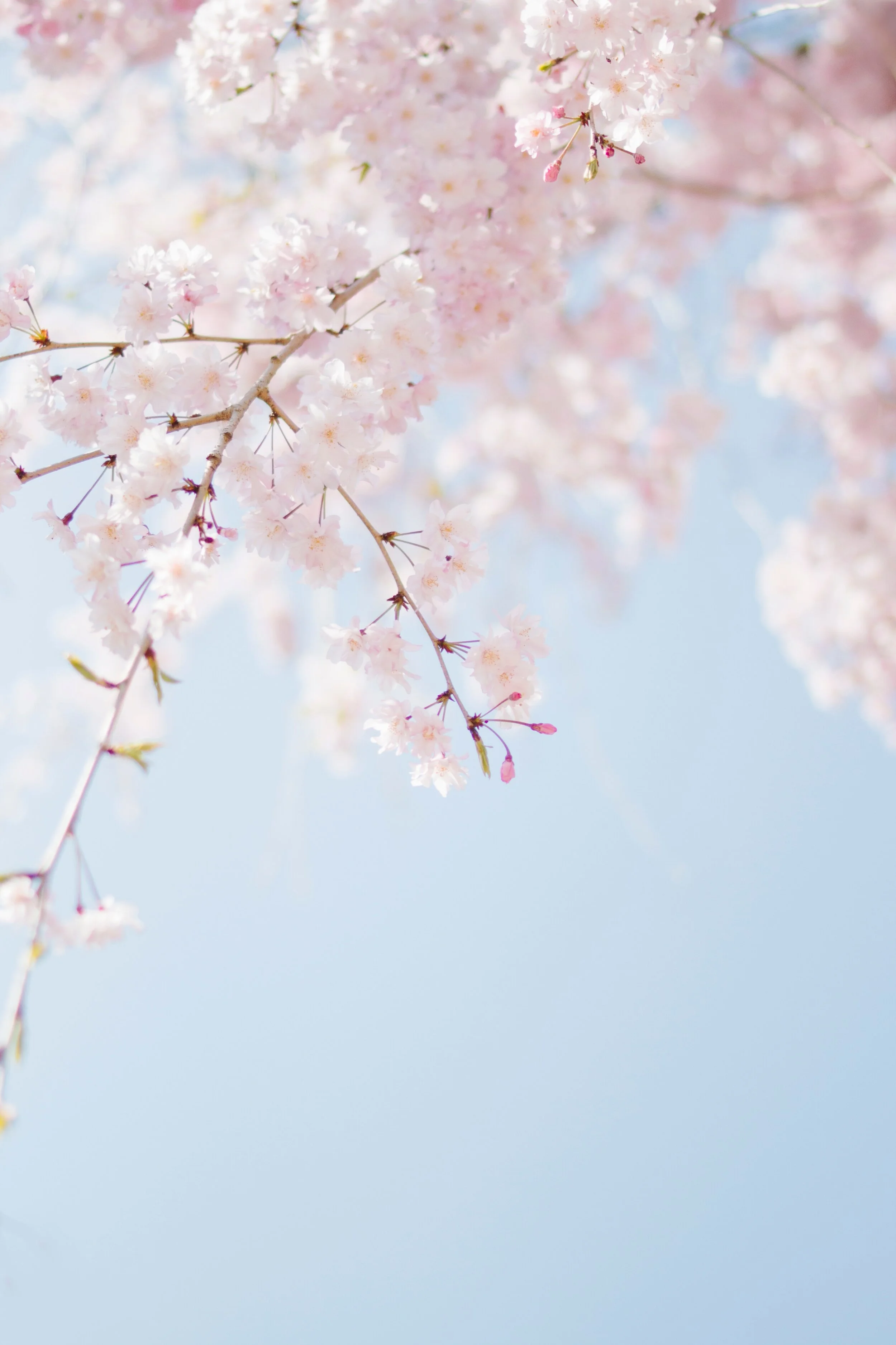 Exploring Wellness Roundtable Annual Subscription