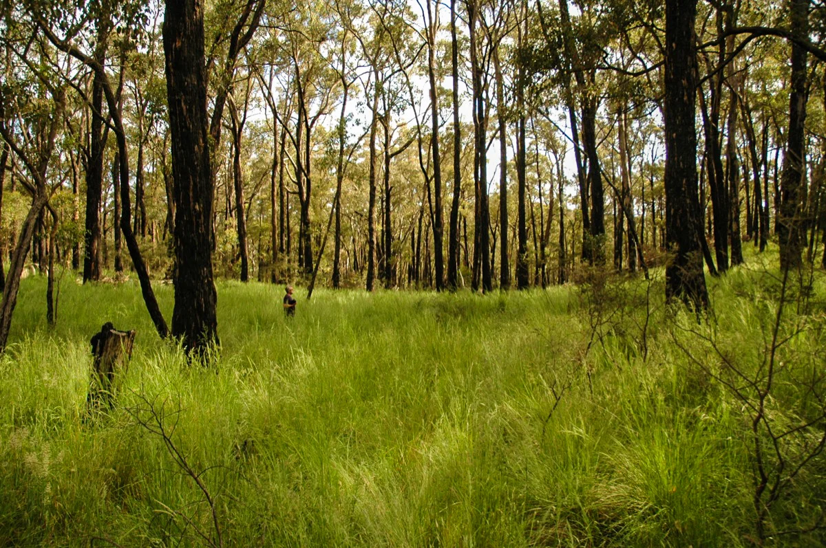 Cobaw State forest.jpg